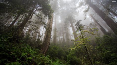 Hazy Forest .